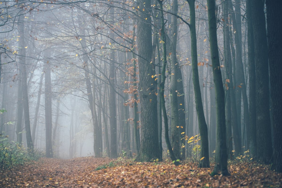 The same foggy forest with contrast and clarity restored in one step.