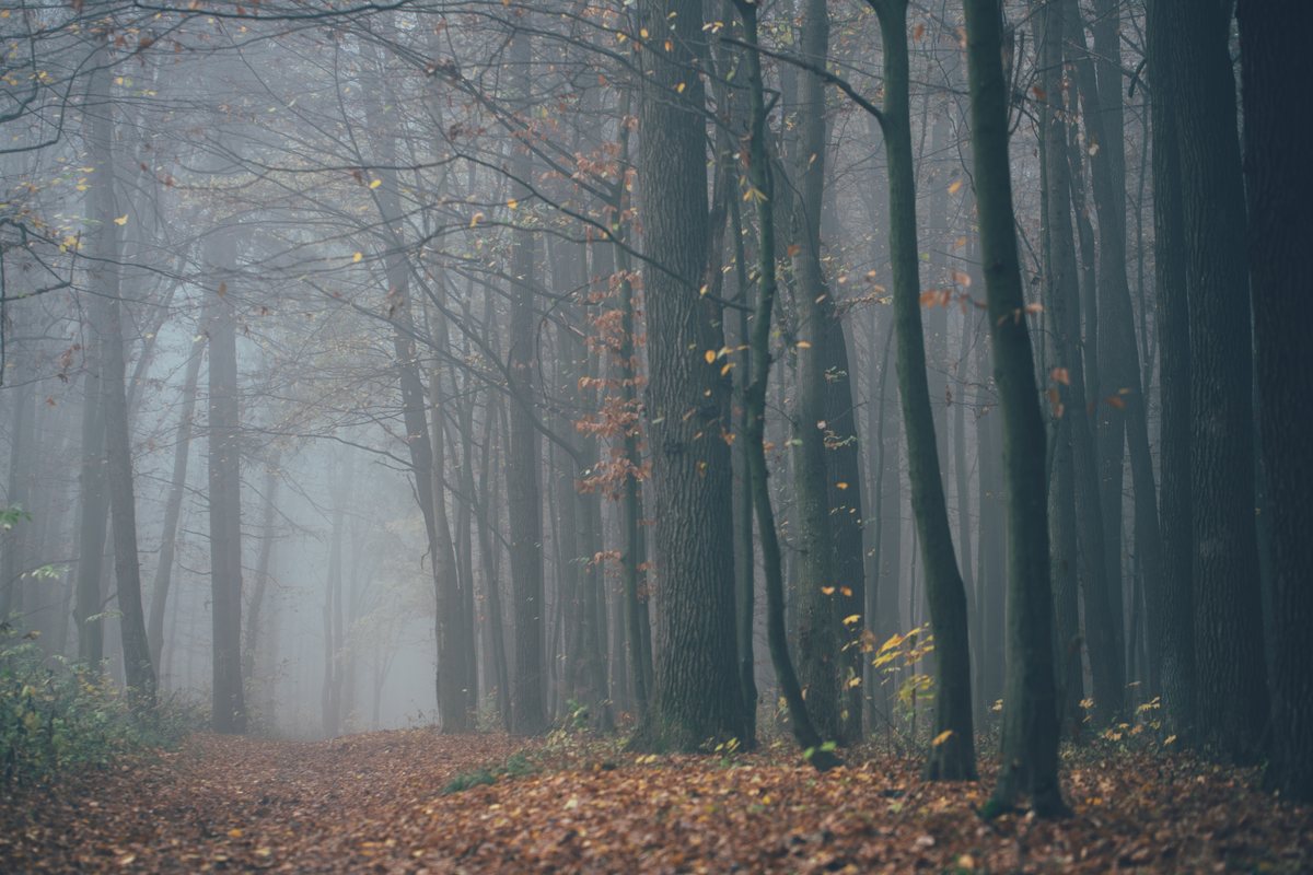 A flat, low-contrast foggy forest straight from the camera.